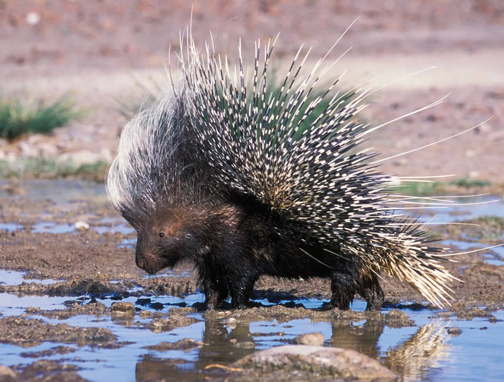 indian porcupine